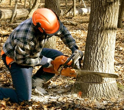 Tree Removal in Knoxville, IL